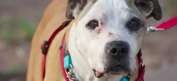 Собака бездомной была украдена, чтобы просить милостыню