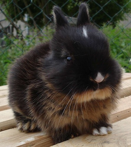 Крольчата (18 фото)