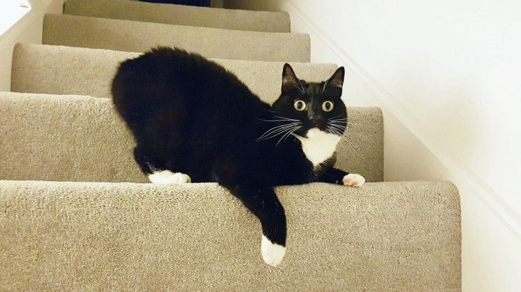 Кошка, которая в шоке от всего