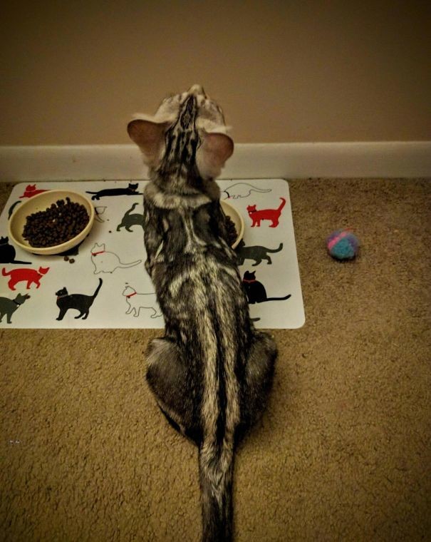 Кот с мечом Кот с мечом животные, забавно, коты, кошки, неожиданно, окрас, окрас кошек, фото