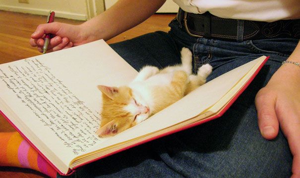 20 кошек, которые плевать хотели на твоё личное пространство 20 кошек, которые плевать хотели на твоё личное пространство