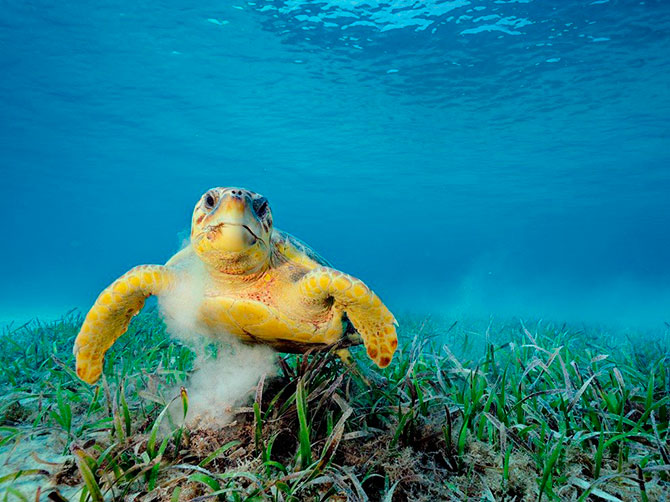 National Geographic:   