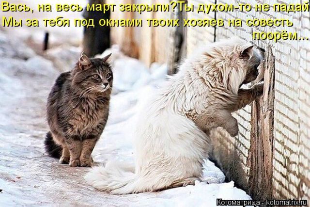 Самые смешные котоматрицы за прошедшую неделю