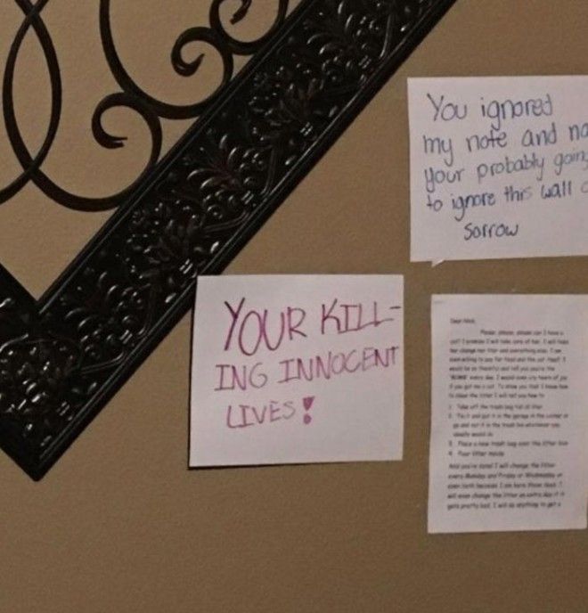 стена скорби чтобы завести кошку девочка сделала стену скорби девочка выпросила кошку как выпросить завести кошку