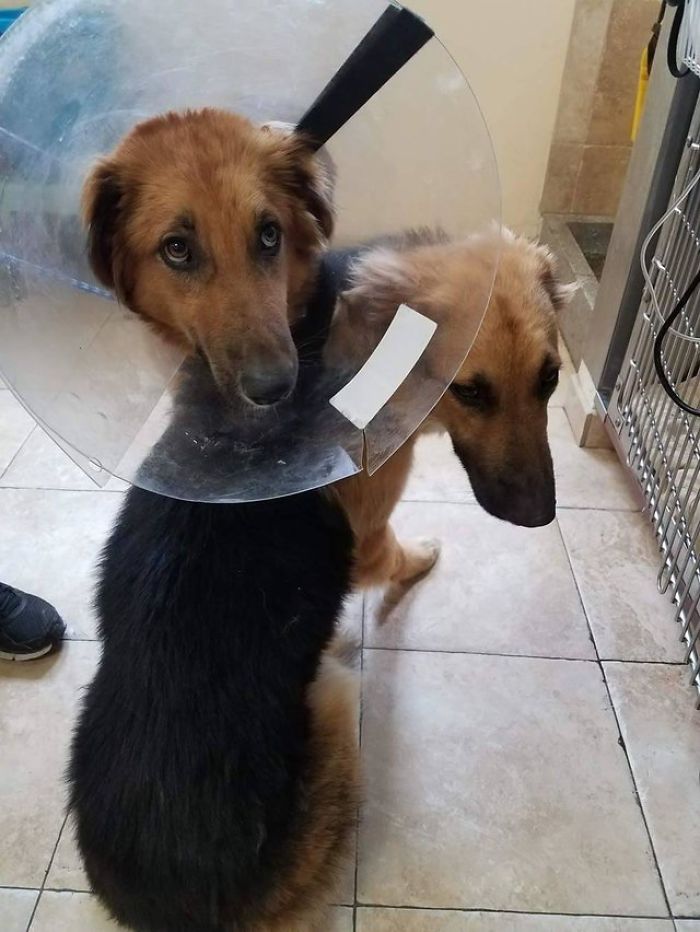 Две собаки из приюта обрели один любящий дом. Две собаки из приюта обрели один любящий дом.