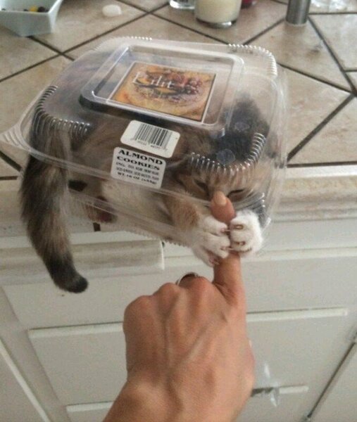 20+ котов-преступников, которых мы уже простили 20+ котов-преступников, которых мы уже простили