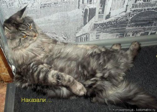 Самые уморительные котоматрицы) Самые уморительные котоматрицы)