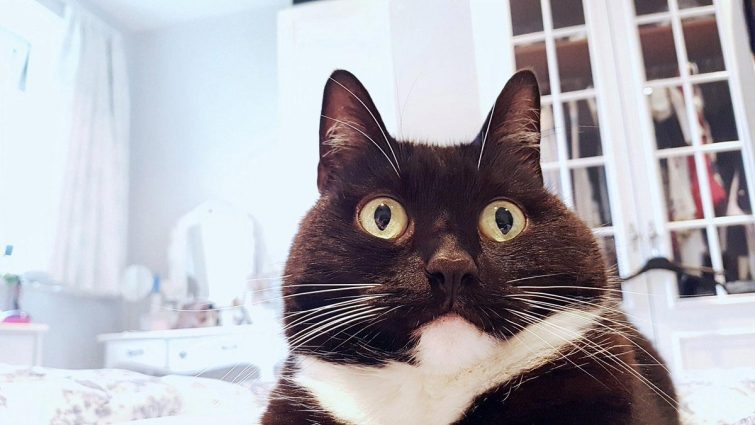 Кошка, которая в шоке от всего
