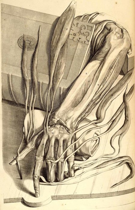 Рисунок руки из книги Anatomia humani corpois Говерта Бидлоо. | Фото: commons.wikimedia.org. Рисунок руки из книги Anatomia humani corpois Говерта Бидлоо. | Фото: commons.wikimedia.org.