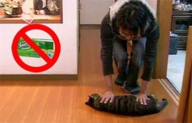 Use Your Cat To Clean Your Floors And Save On Expensive Store-Bought Cleaners Use Your Cat To Clean Your Floors And Save On Expensive StoreBought Cleaners