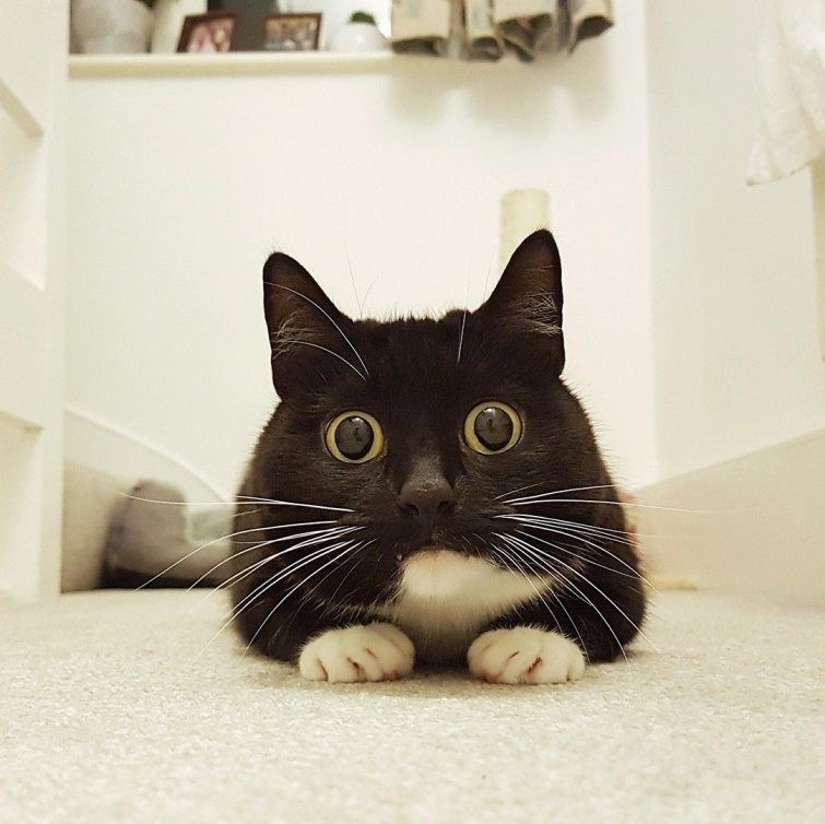 Кошка, которая в шоке от всего