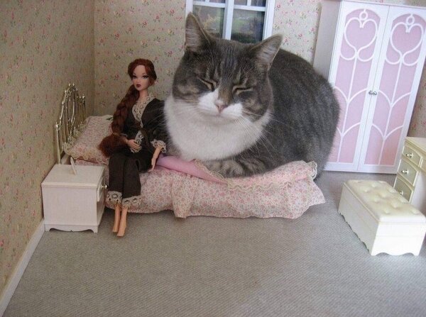 20+ котов-преступников, которых мы уже простили 20+ котов-преступников, которых мы уже простили