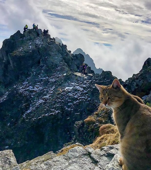 Кошка в горах кошка в горах