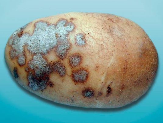 Серебристая парша картофеля