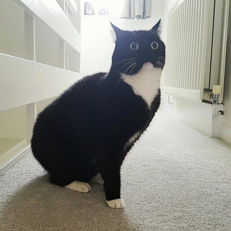 Кошка, которая в шоке от всего