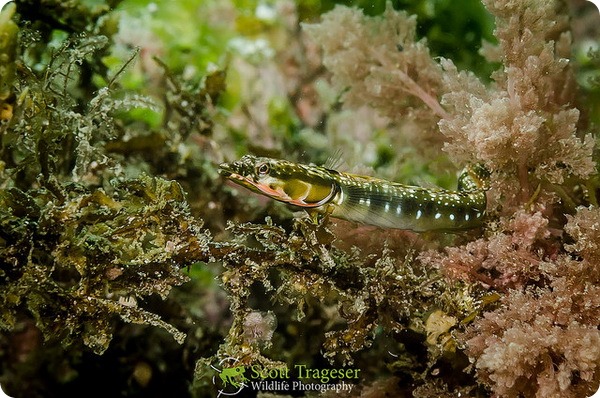 Оранжевогорлые щучьи морские собачки (лат. Chaenopsis alepidota)