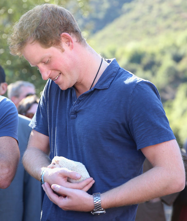 Принц Гарри и ежик-альбинос Принц Гарри и ежик-альбинос