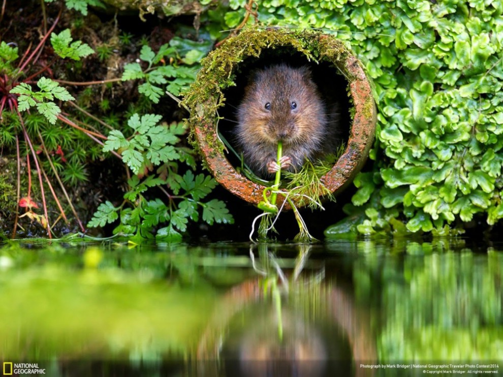 фото National Geographic