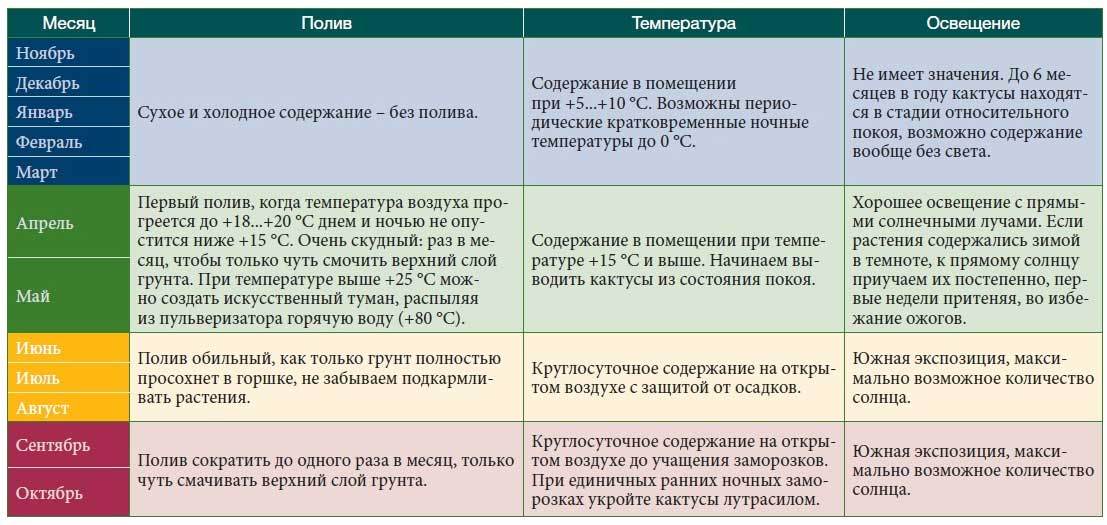 Кактусы и суккуленты Original