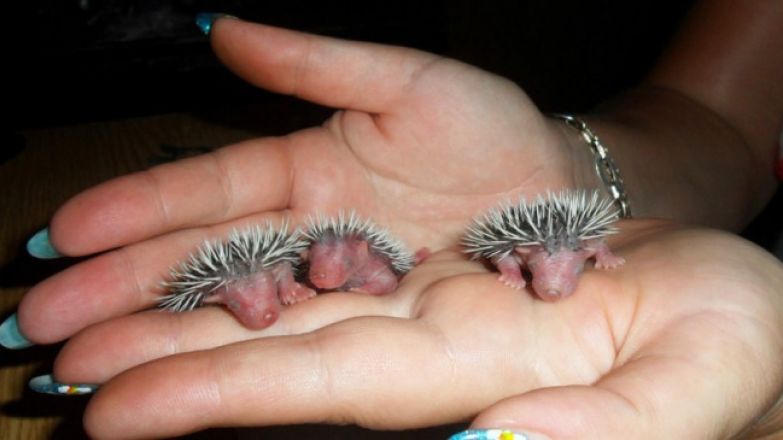 15 малышей животных, которые растопят даже самые холодные сердца 15 малышей животных, которые растопят даже самые холодные сердца