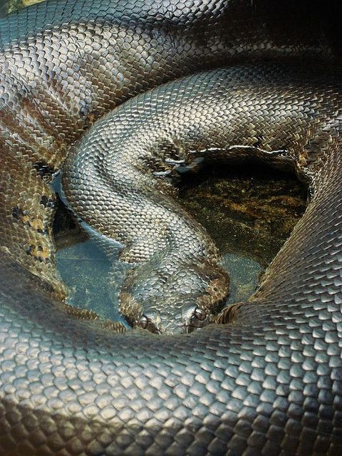 Самки значительно крупнее самцов анаконда, змеи, интересное, природа, факты, фауна