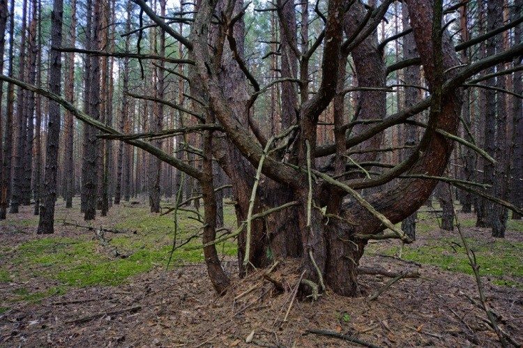 Чернобыльский ужас. От этих снимков вам станет не по себе