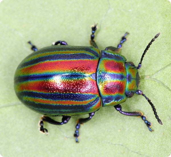   (. Chrysolina cerealis)
