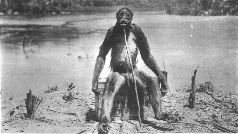 Обезьяна де Луа В 1920 году швейцарский геолог Франсуа Де Луа якобы столкнутся с парой агрессивных человекообразных обезьян. По словам геолога, он убил одну из них и посадил так, чтобы удобно было делать фотографию. По всей вероятности, на снимке хитрого швейцарца запечатлена обыкновенная коата, которая вовсе не отличается таким гигантским ростом.