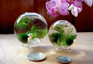 Террариум "Экосфера"