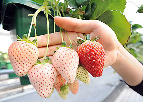 Ананасная ягода Пайнберри (Pineberry). Неубиваемое растение-спрут Ананасная ягода Пайнберри (Pineberry). Неубиваемое растение-спрут