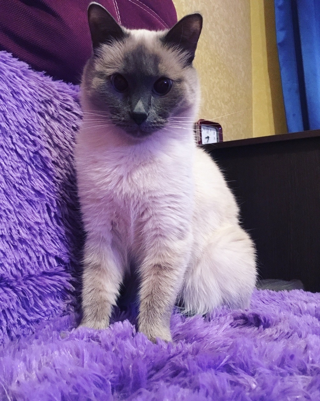 помощь кошкам сиамская кошка