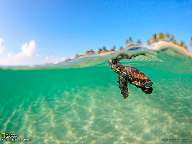 National Geographic:   