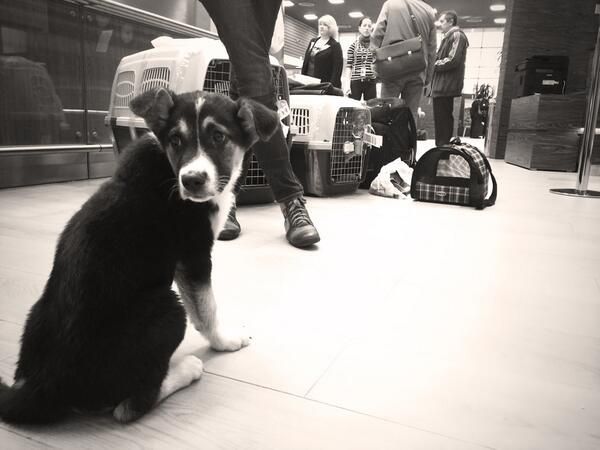 История сочинских щенков  сочи, щенки