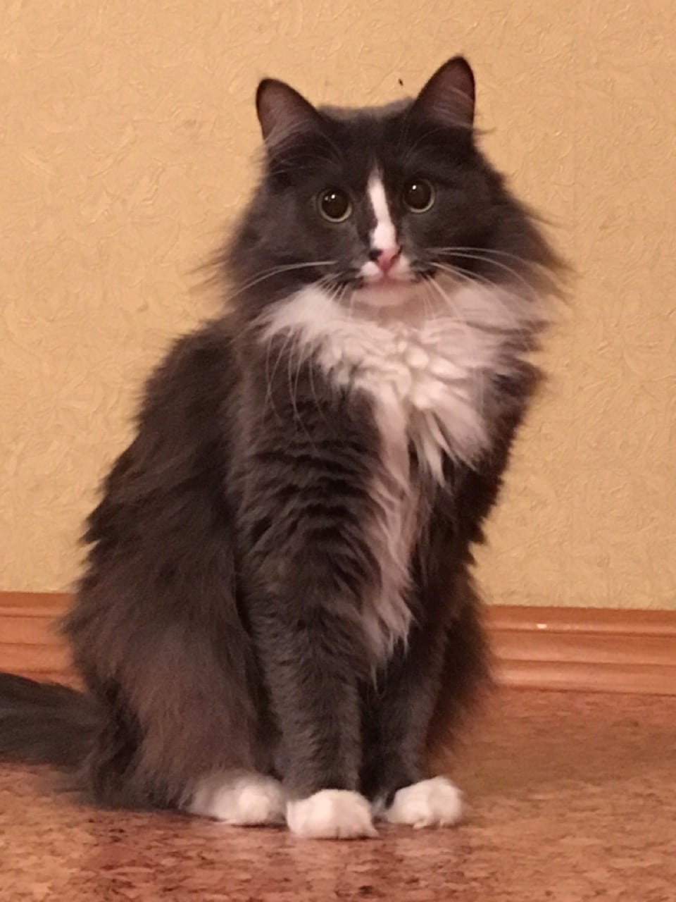 дом для кошек кошка в доме