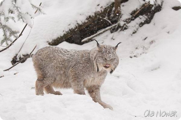 Канадская рысь (лат. Lynx canadensis)