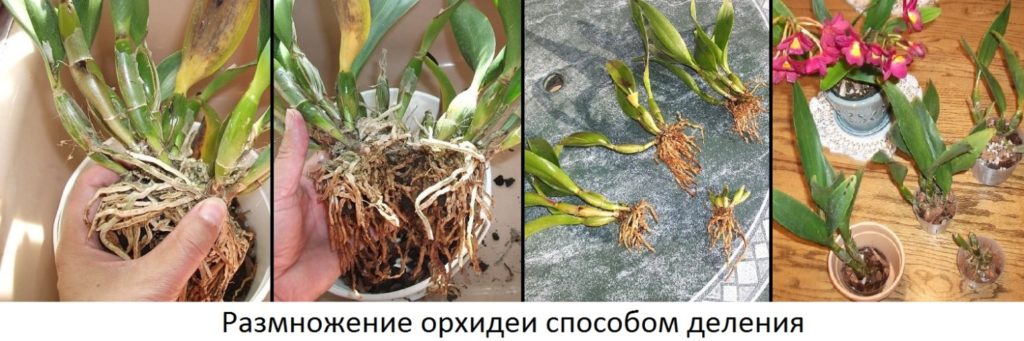 Орхидея фаленопсис условия размножение в домашних условиях фото