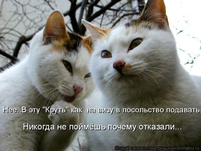 Самые весёлые котоматрицы)) Самые весёлые котоматрицы))