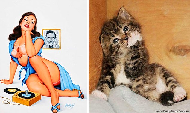 15 кошек, позирующих в стиле красоток Pin Up