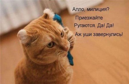 Смешные картинки о животных с подписями.