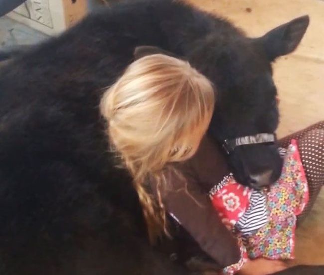 Эта симпатичная 5-летняя девочка привела домой весьма неожиданного гостя девочка привела домой теленка, теленок в доме