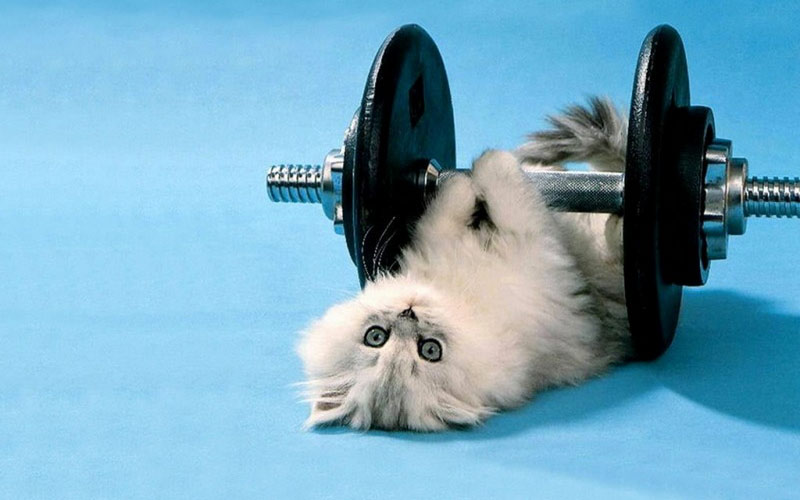 30 способов использования котов в хозяйстве kitties18 30 способов использования котов в хозяйстве