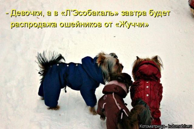 Котоматрицы для подзарядки позитивом))) Котоматрицы для подзарядки позитивом)))