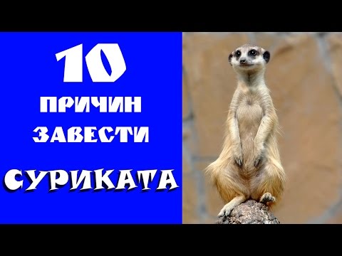 Это вам не кот! 10 причин завести суриката