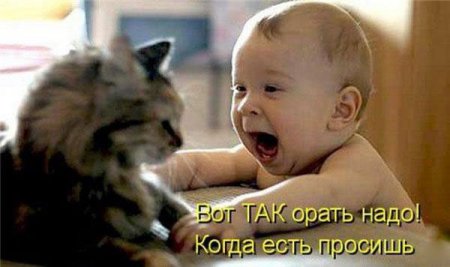 Смешные картинки о животных с подписями.