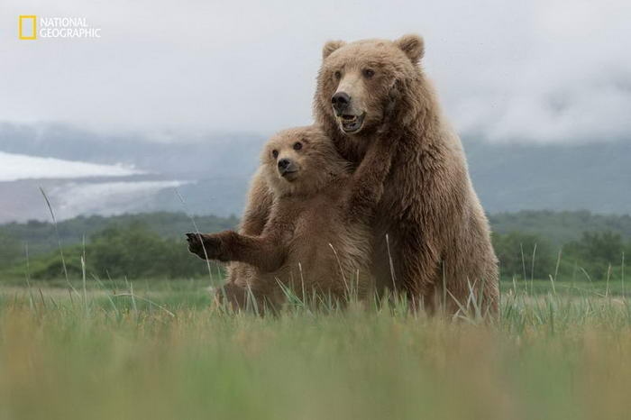 10 потрясающих фотографий дикой природы с конкурса National Geographic Nature Photographer of the Year Contest 10 потрясающих фотографий дикой природы с конкурса National Geographic Nature Photographer of the Year Contest