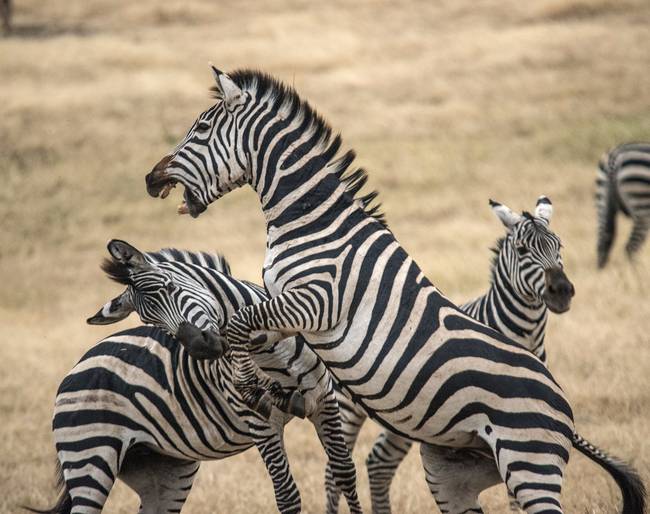 Zebras-Fighting-Ngorogoro-Crater_art