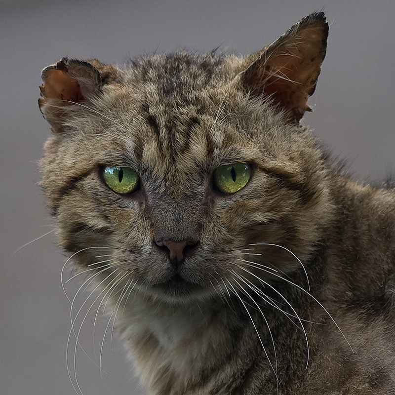 Флотская байка. Кот Василий. Флотская байка. Кот Василий.