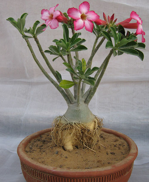 Уход за розой пустыни адениумом в домашних условиях