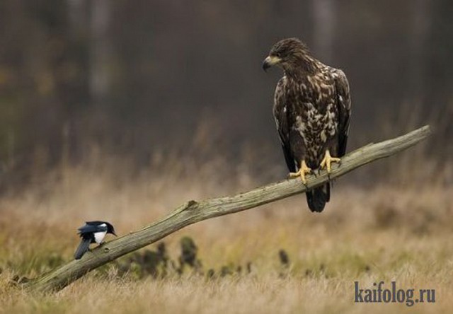 Приколы про животных (40 фото)