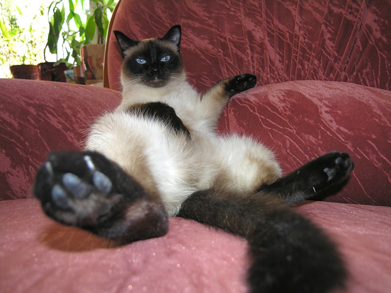 Кот и человек